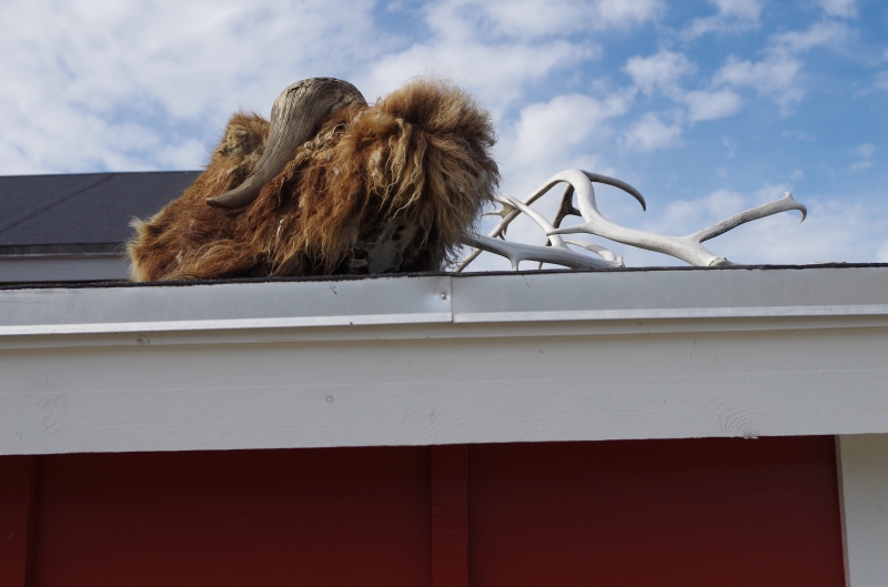 A muskox decorates the roof of a house in Kangerlussuaq. © Mia Bennett, August 2014.