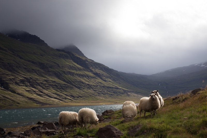 Sheep in Iceland. Photo: Vincent/Flickr