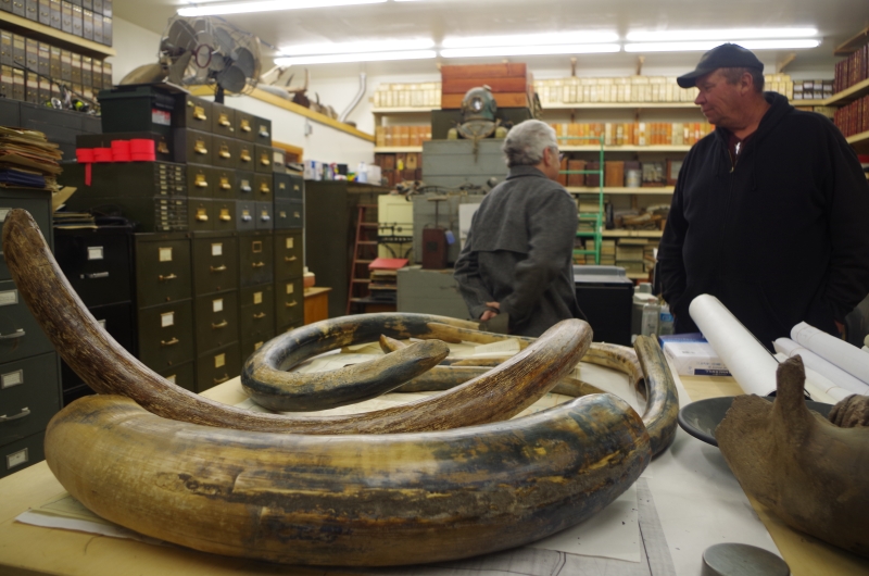 John Reeves (R) in his library with some mammoth tusks.